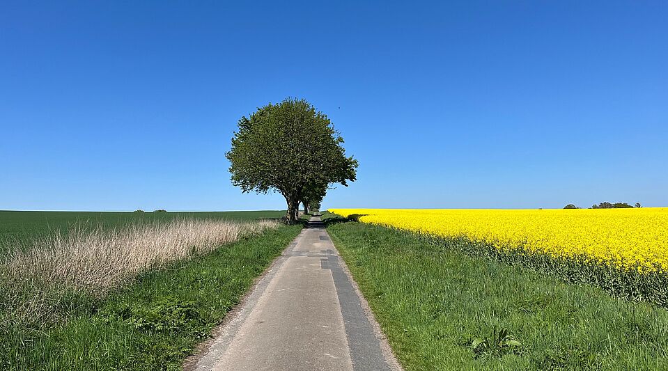 Rapsfeld Rapsfeld